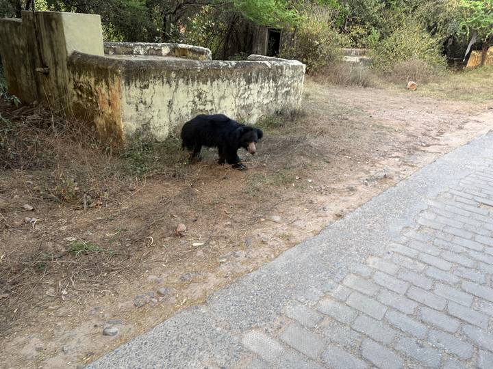 Shaggy black sloth bear forages beside an old stone wall and paved road.