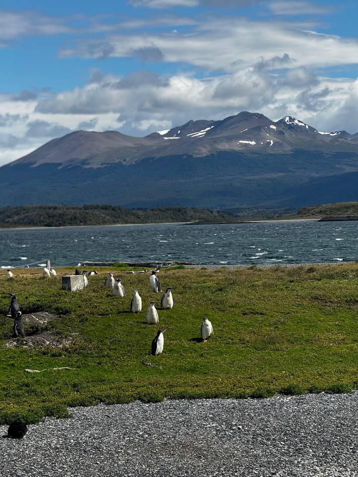Group of penguins scattered on green coastal grass with choppy water and Andean mountains in the distance.
