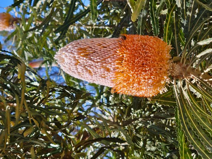 Orange Banksia cone flower in sharp focus with leaves swirling around it.