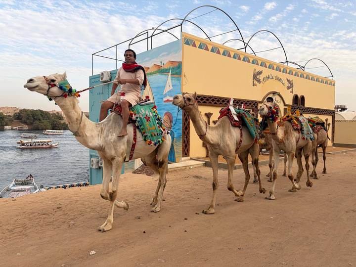 Decorated camels led by a rider walk beside the Nile River with colorful traditional saddles and boats on the water.