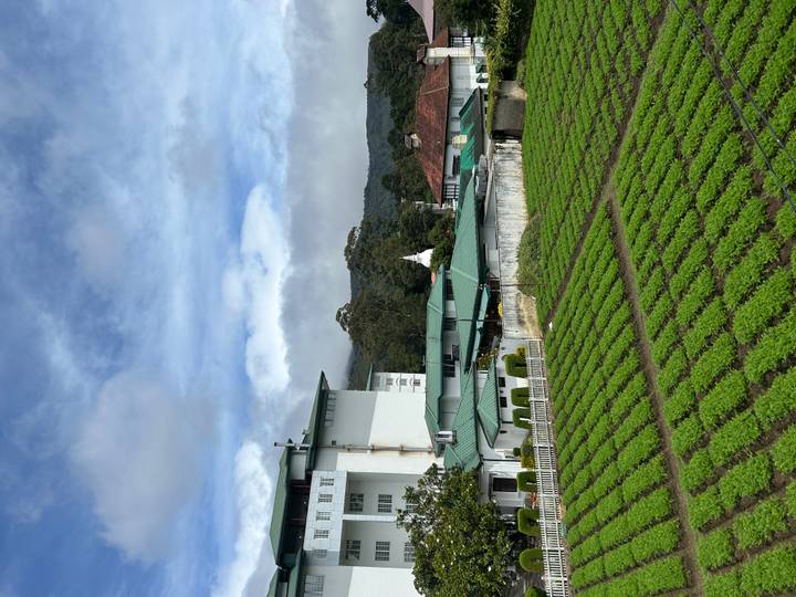 Rows of green crops in front of a factory and hillside town beneath a partly cloudy sky