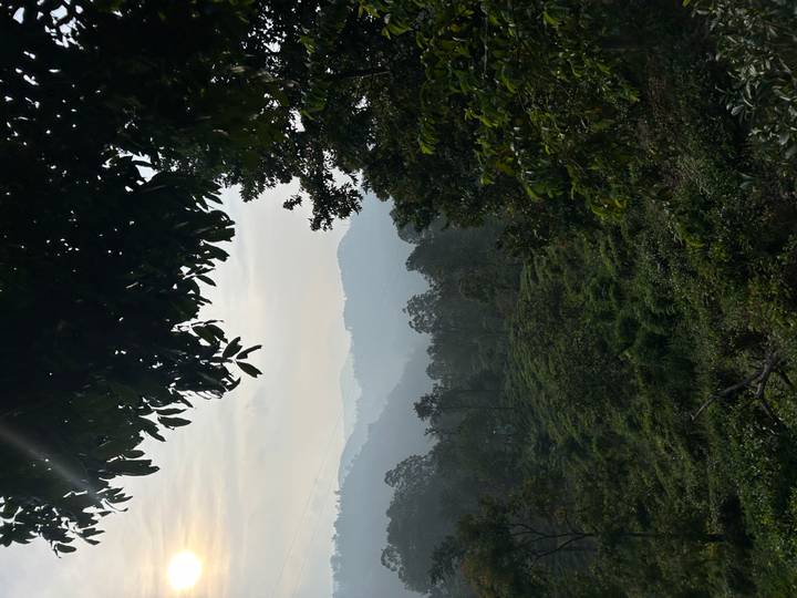 Layered misty hills framed by overhanging foliage at dusk