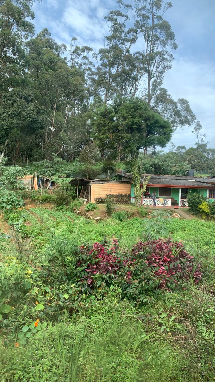 Small rural house surrounded by lush gardens and vegetation in the highlands