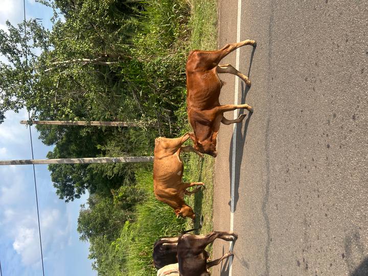Two brown cows walking along a rural roadside bordered by lush vegetation