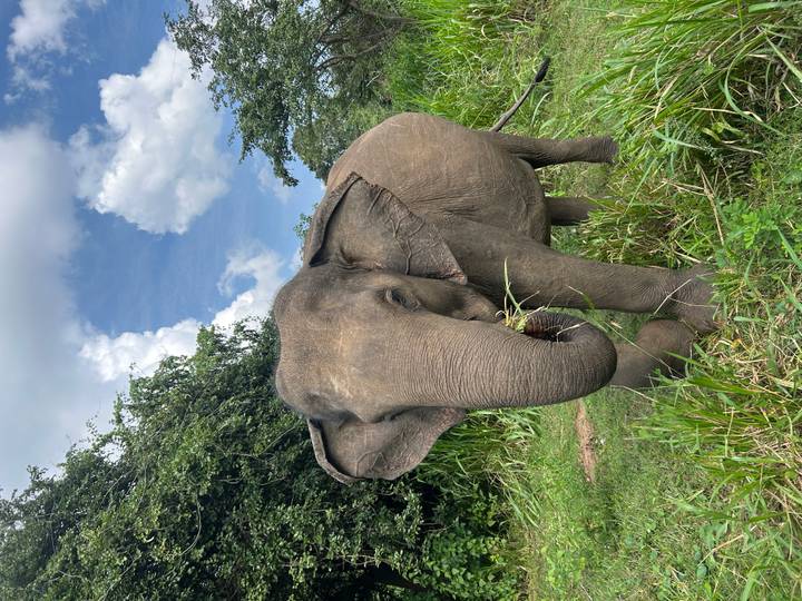 Wild Asian elephant eating grass in a green jungle clearing under a blue sky