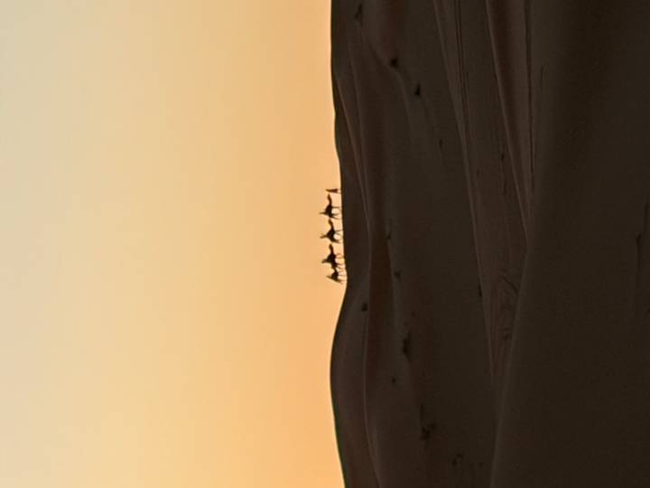 Silhouettes of camels walking along a dune ridge against an orange sunset sky.