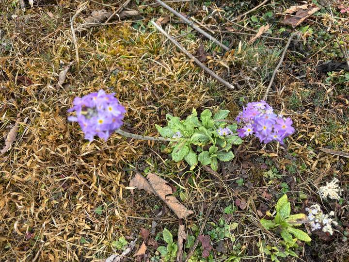 Close-up of a delicate purple wildflower blooming among moss and fallen leaves on the forest floor.