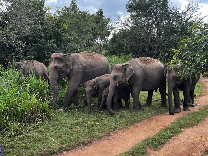 Family of wild Asian elephants grazes beside a dirt track in lush jungle.