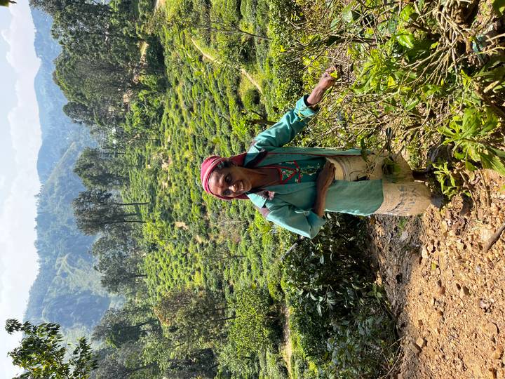 Tea picker smiles while standing among lush green tea bushes on a hillside plantation.