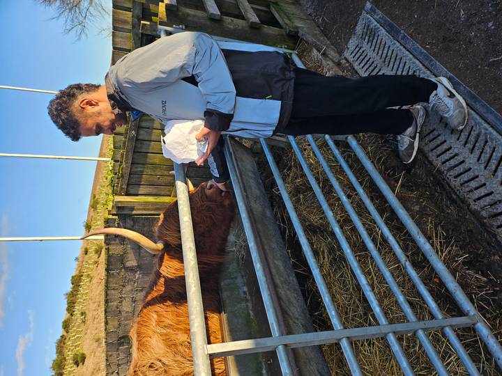 Traveler feeding a friendly Highland cow over a metal fence on a sunny day