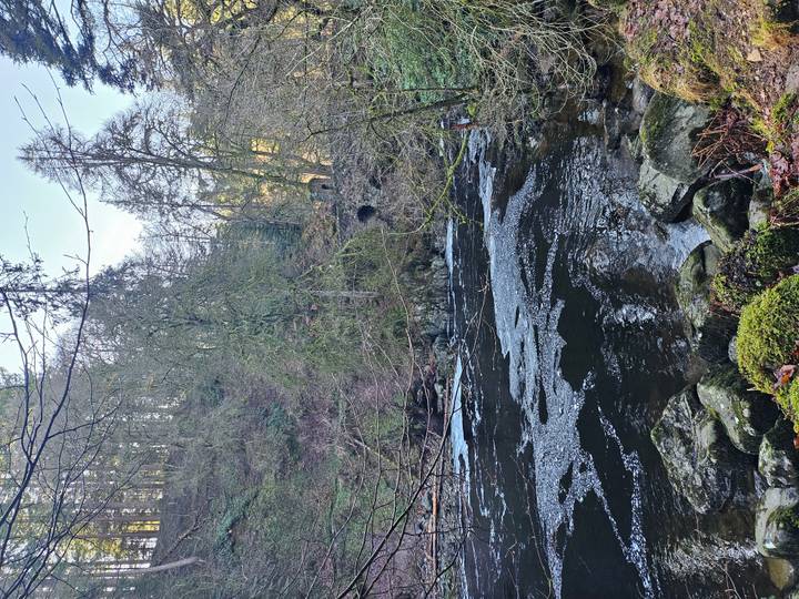Forest river flowing past moss-covered rocks with tall trees on a cool day