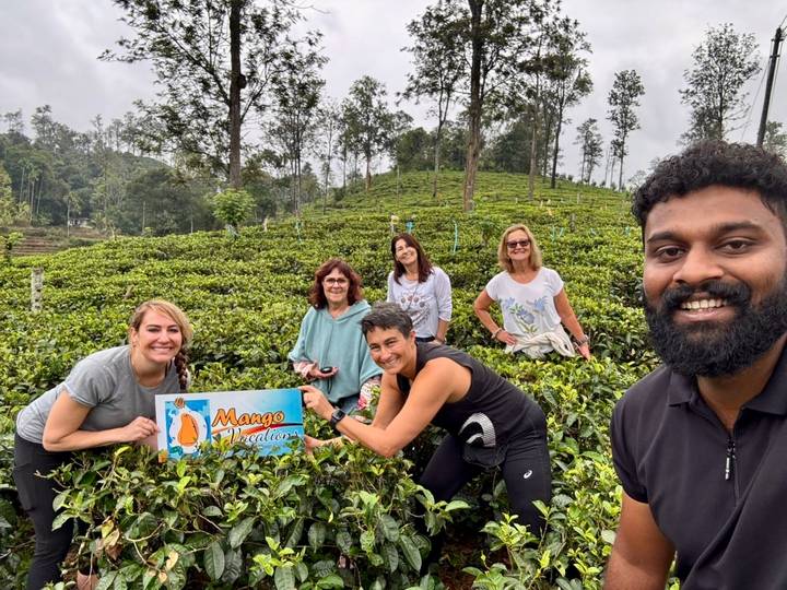Travellers stand among vibrant tea bushes holding a Mango Vacations sign.