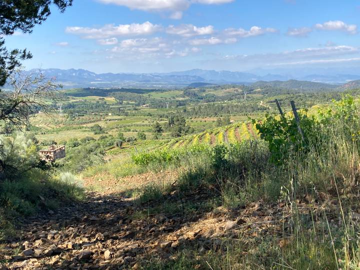 Wide rural vista of vineyards and rolling mountains in Priorat wine region under blue sky
