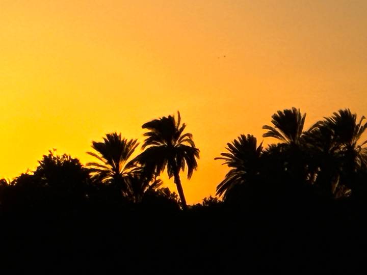 Silhouette of palm trees against a vivid orange Nile sunset sky