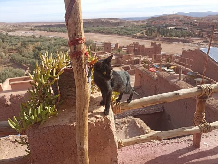 Black cat perched on rustic wooden railing of adobe rooftop with desert kasbahs in background