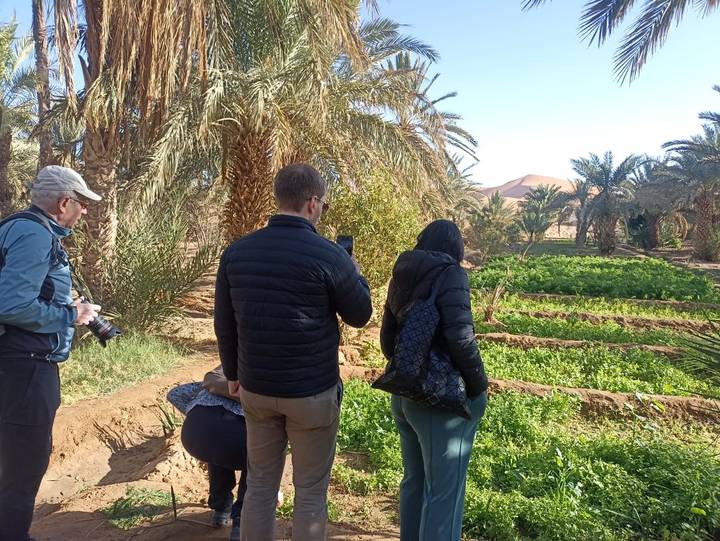 Travellers observe lush vegetable plots amid tall date palms in an oasis setting.