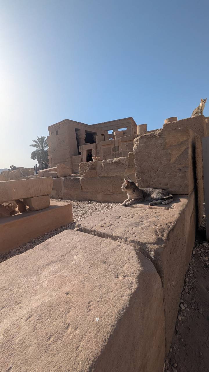 Tabby cat lounging on ancient sandstone blocks at a sun-drenched Egyptian temple complex while visitors explore in the background.