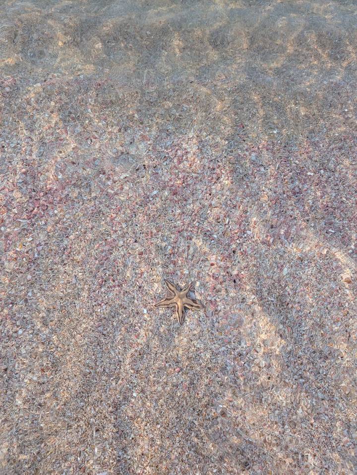 Close-up of a starfish resting on colourful shell sand in shallow water