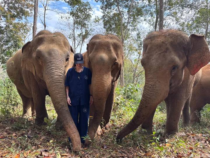 Visitor standing among three gentle elephants in a forest sanctuary.