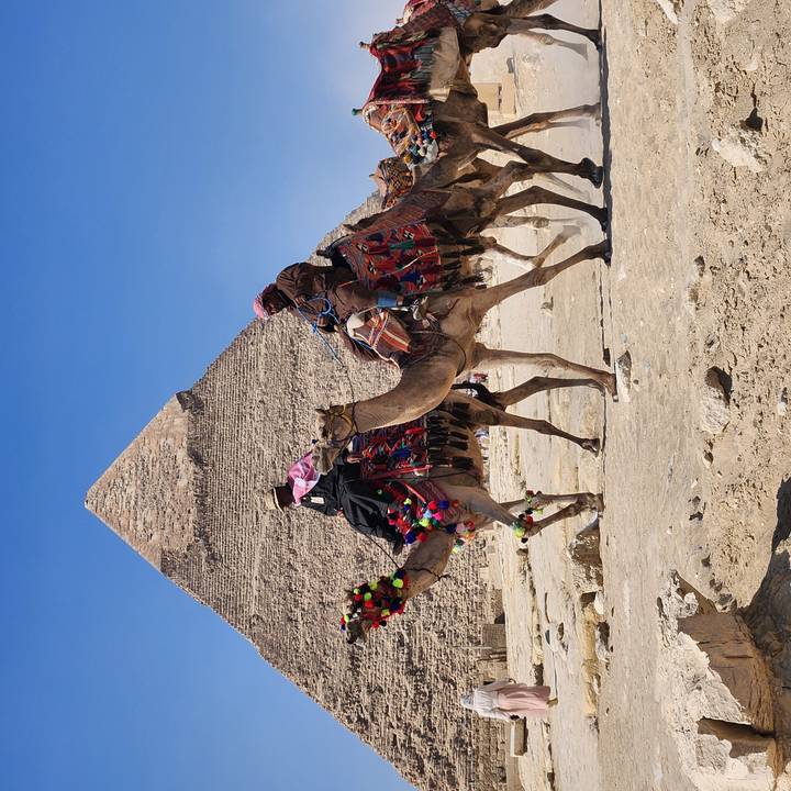 Camel riders in colourful saddles trek past a Giza pyramid under a clear blue sky.