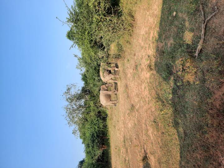 Two wild elephants graze on open plains bordered by shrubbery under a clear blue sky