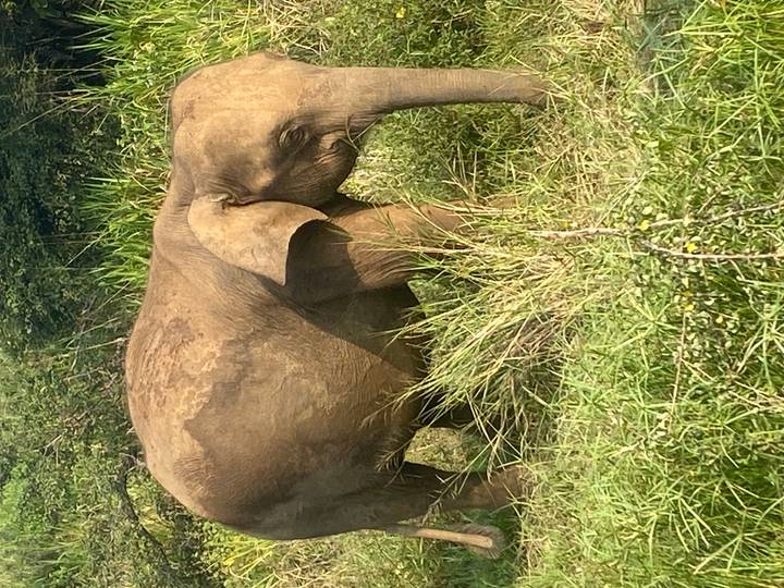 Wild Asian elephant grazing amongst tall grasses in a nature reserve.