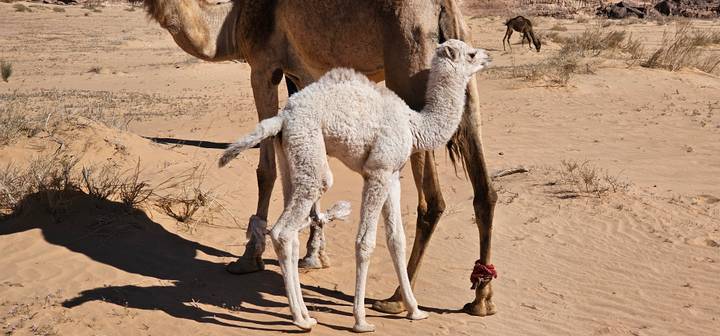 White baby camel nursing beside its mother in the sandy desert with distant rocks in the background.
