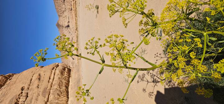 Tall desert plant with yellow flowers standing against sandstone cliffs and clear blue sky.