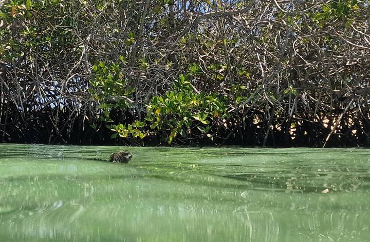 Mangrove roots above clear green tidal water with a small marine iguana swimming.