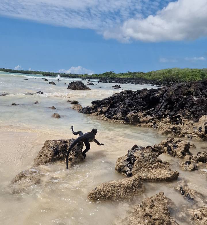 Marine iguana climbing black lava rocks beside turquoise surf and sandy beach.