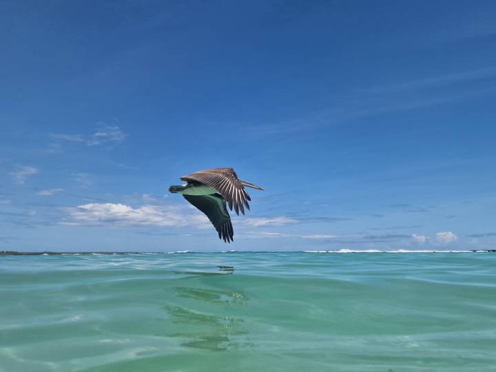 Pelican gliding above crystal clear sea with wings outstretched under blue sky.