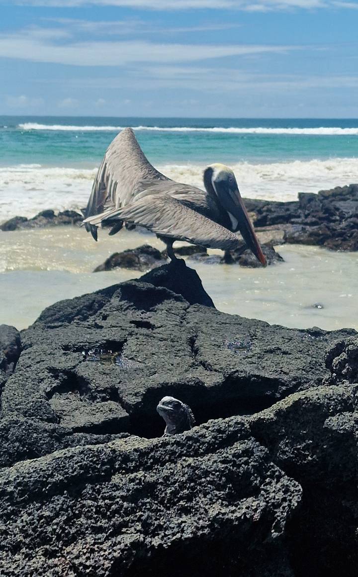 Pelican standing on dark volcanic rock beside foamy shoreline.