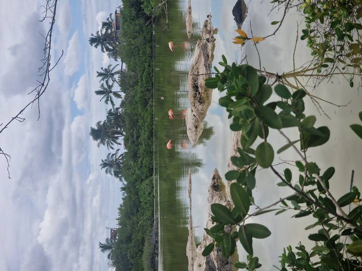 Flamingos wading in a calm lagoon surrounded by palm trees and greenery.