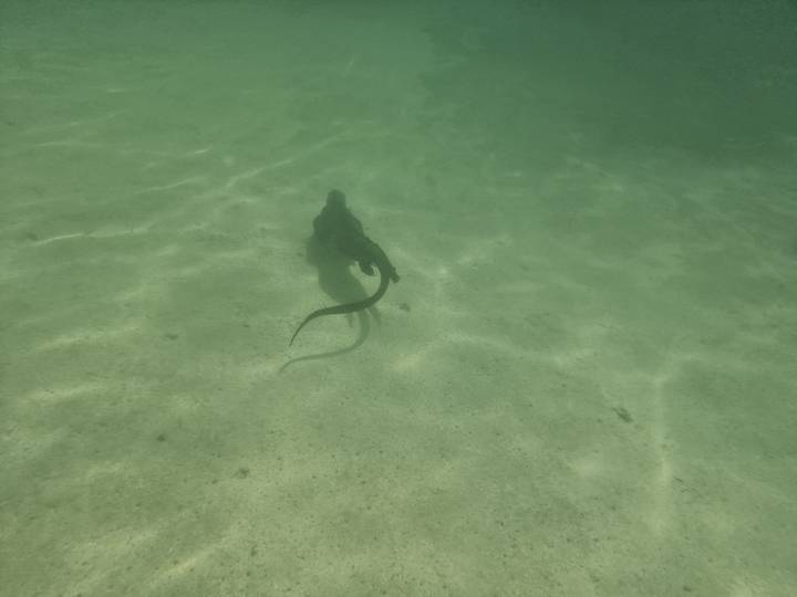 Underwater view of a swimming marine iguana over sandy seabed lit by sun rays.