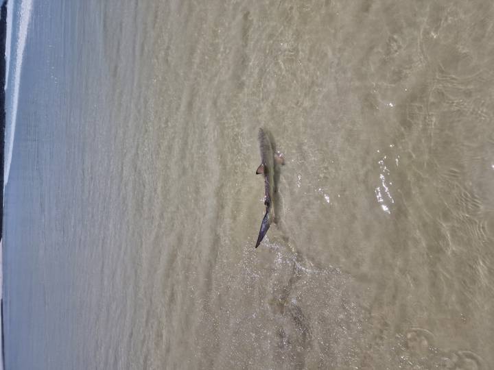 Small shark gliding through shallow clear water over sandy bottom near shore.