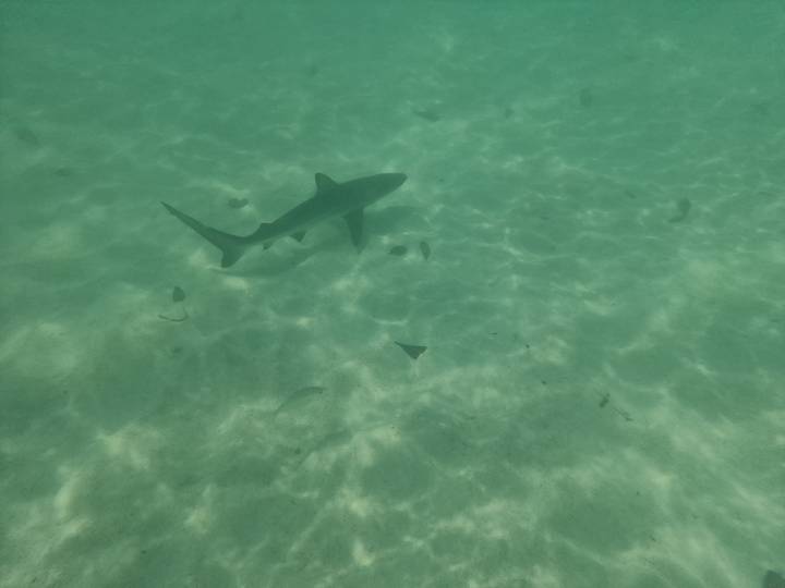 Shark swimming in turquoise water casting shadows on rippled sandy floor.