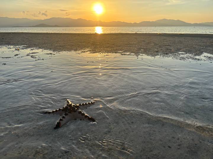 Starfish resting in shallow tidal pool at sunset with golden sun over calm sea.