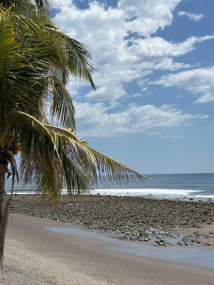 Palm tree framing a tranquil rocky shoreline with gentle waves under partly cloudy sky.