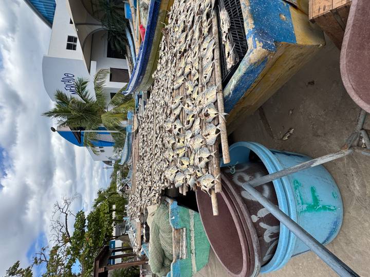 Rows of small fish drying on nets beside colourful fishing boats near a market building.