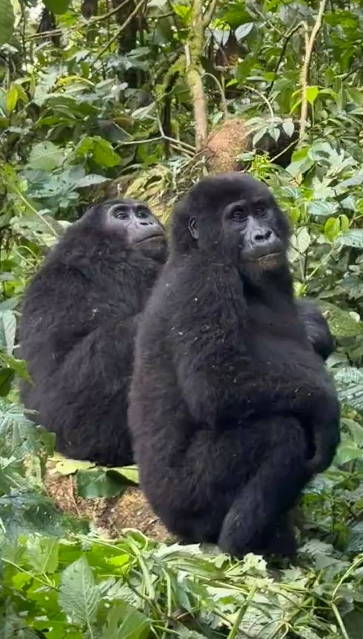 Close-up of two mountain gorillas sitting among dense green foliage.