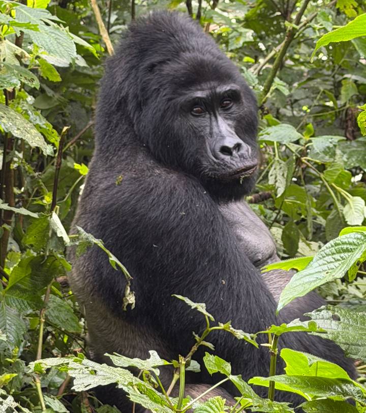 Silverback gorilla turning to camera amid lush vegetation.