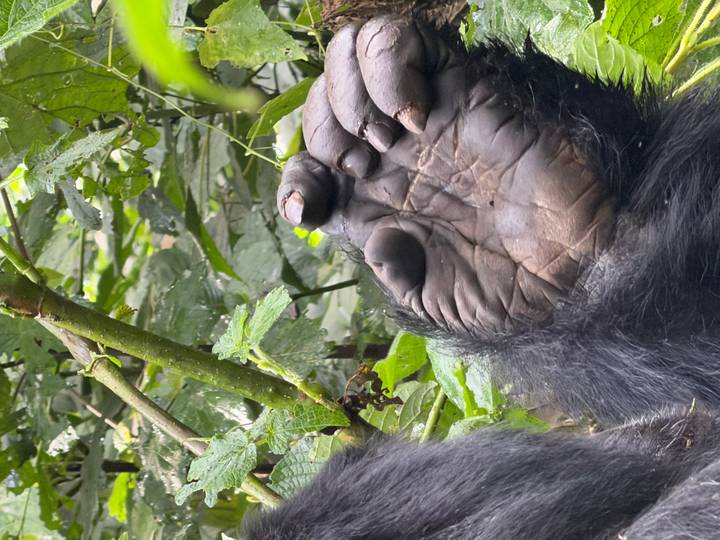 Close detail of a gorilla’s leathery palm raised among rainforest branches.