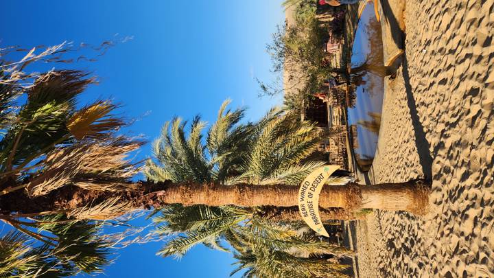 Desert oasis shaded by tall palms with a reflective pool and rustic seating area.