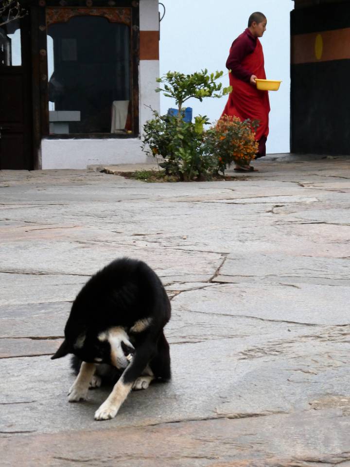 Small black dog sniffing the ground on a cracked stone courtyard in Bhutan