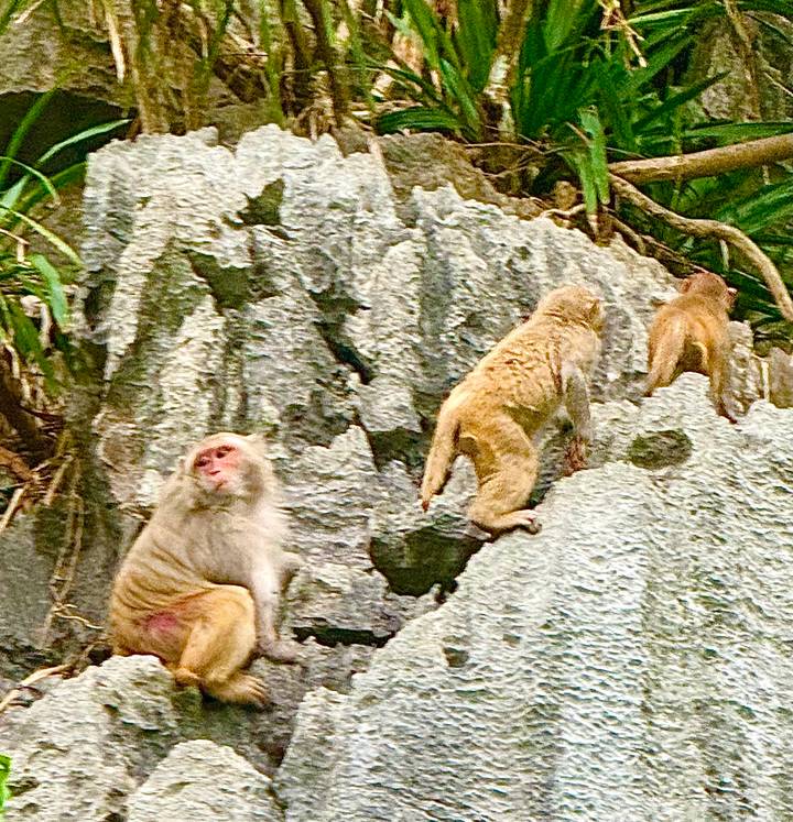 Three macaque monkeys climbing jagged limestone rocks in Vietnam.
