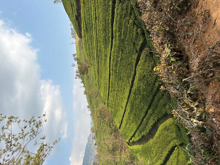 Tiered tea plantations cover rolling hills under partly cloudy skies.