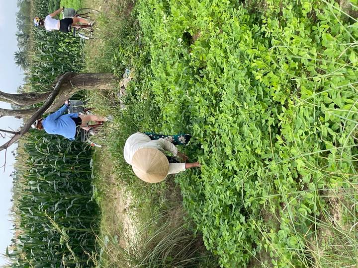 Local farmer bends to pick greens while a traveler cycles along a path past tall corn.