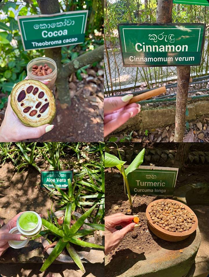 Four-panel collage showing cacao pod, cinnamon stick and plant labels for Aloe Vera and Turmeric at a Sri Lankan spice garden.