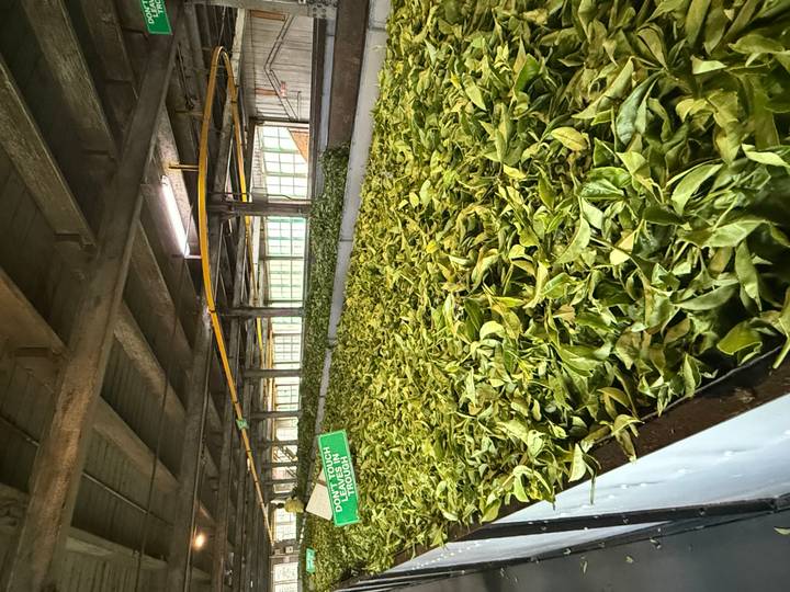 Rows of green tea leaves drying inside a Sri Lankan tea factory.
