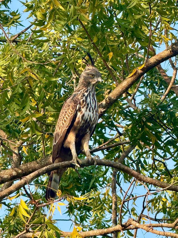 Close-up of a crested hawk-eagle perched on a tree branch amid green foliage.